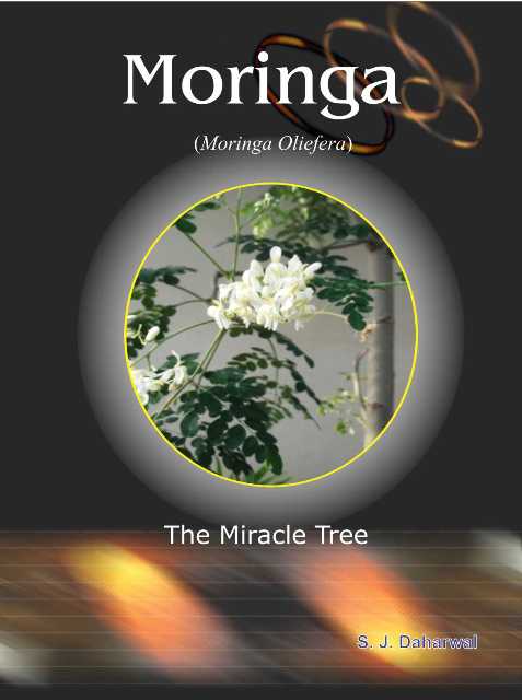 Moringa (Moringa oliefera)