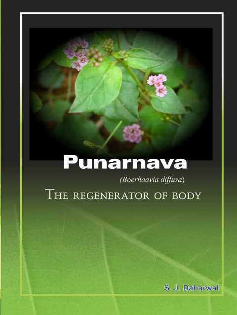 Punarnava (Boerhaavia diffusa)